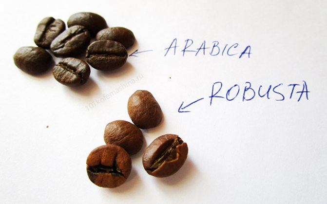 Arabica and Robusta: comparison of grains in the photo, differences