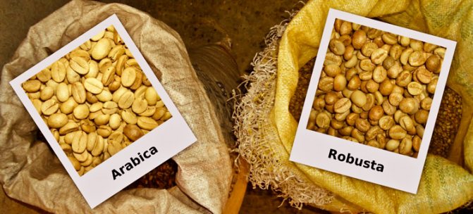 Arabica and Robusta - types of coffee