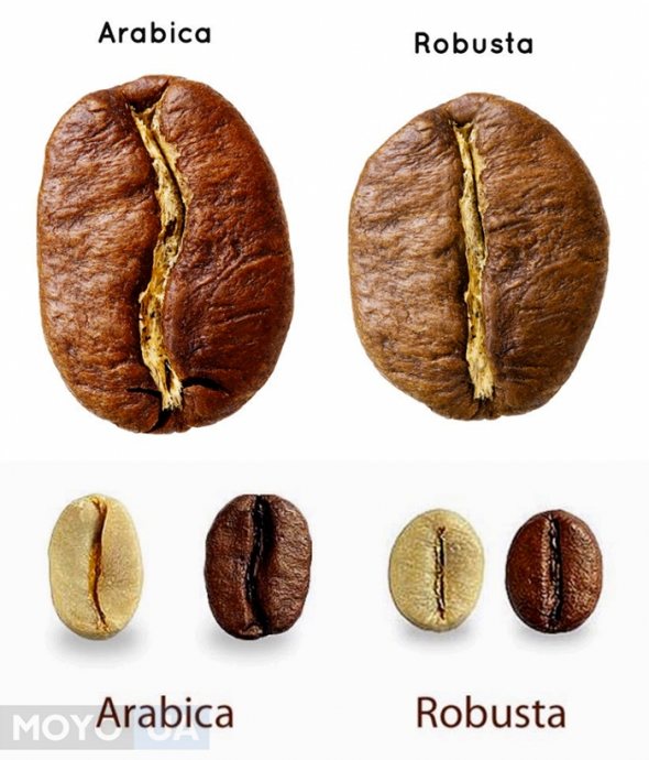 Arabica and Robusta - external differences