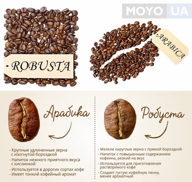 What is the difference between Arabica and Robusta?