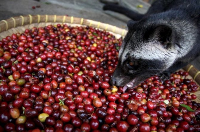 Civet eats coffee beans