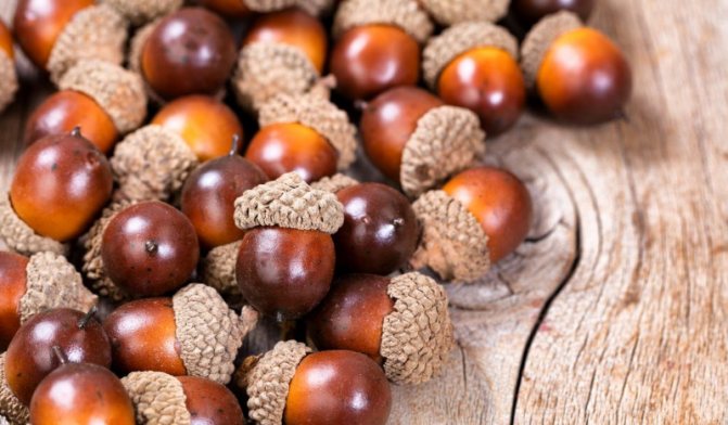 Oak acorns