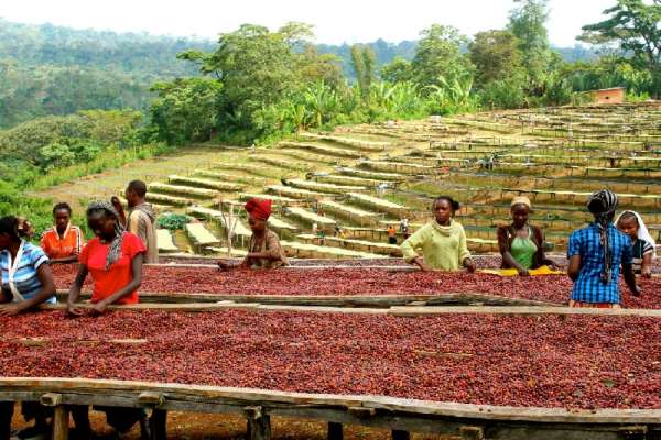 Ethiopia is the birthplace of coffee
