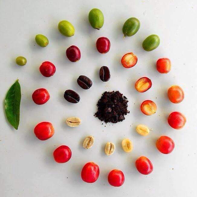фото как развивается кофейное зерно