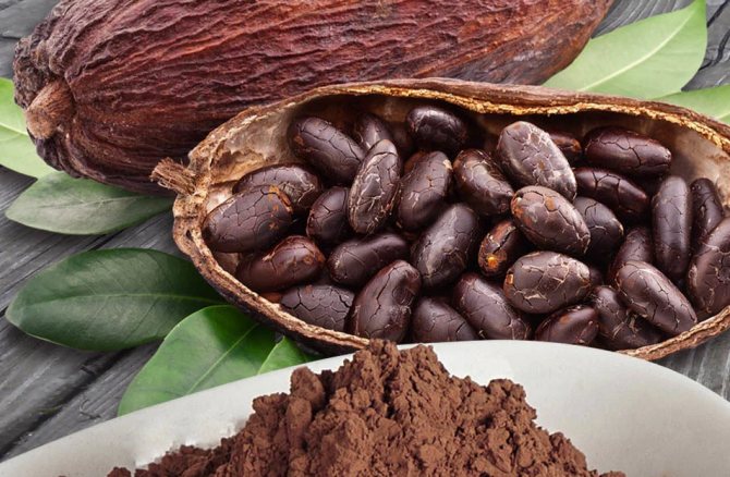 Photo of cocoa beans.