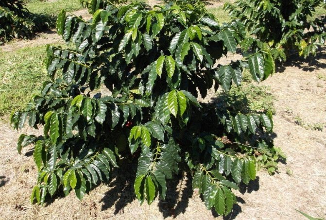 photo of arabica bourbon coffee tree