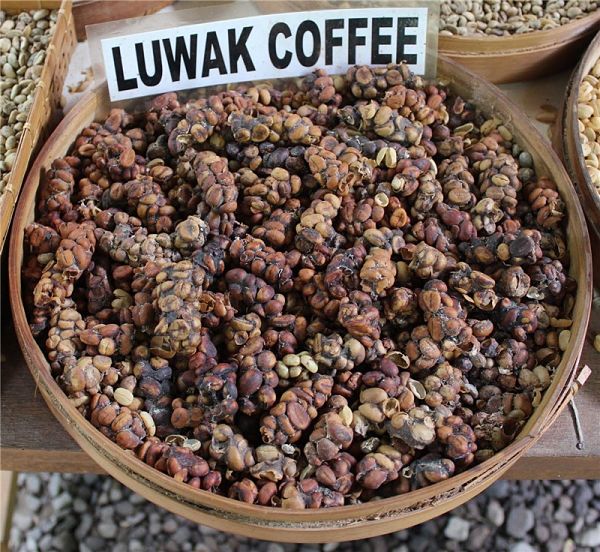 Photo of Kopi Luwak coffee beans before grinding