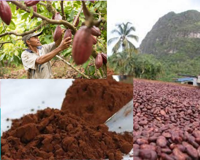 Фото Мужчина и плоды какао.