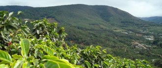 фото плантации кофе в Гондурасе