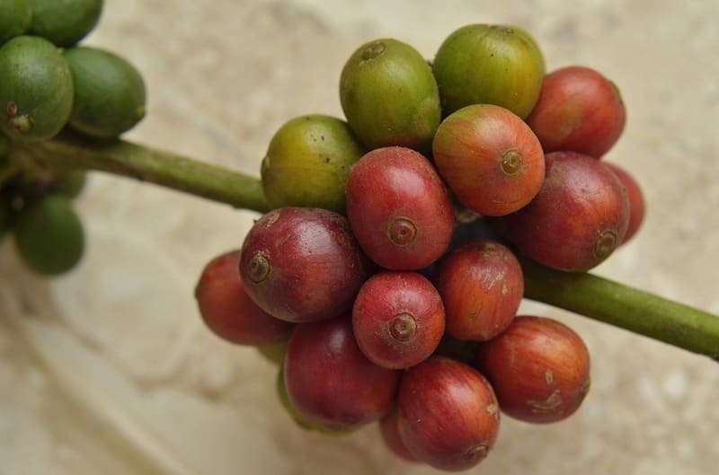 Photo of coffee fruits