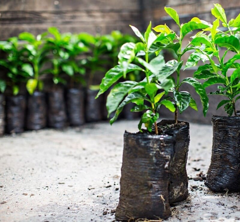 Photo of coffee seedlings
