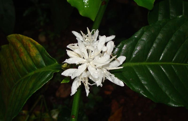 Photo of coffee inflorescence