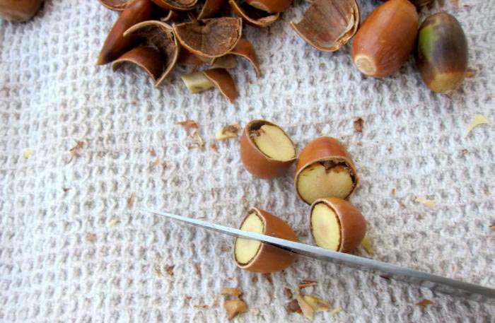 grinding acorns