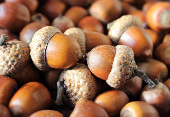 Quality acorns