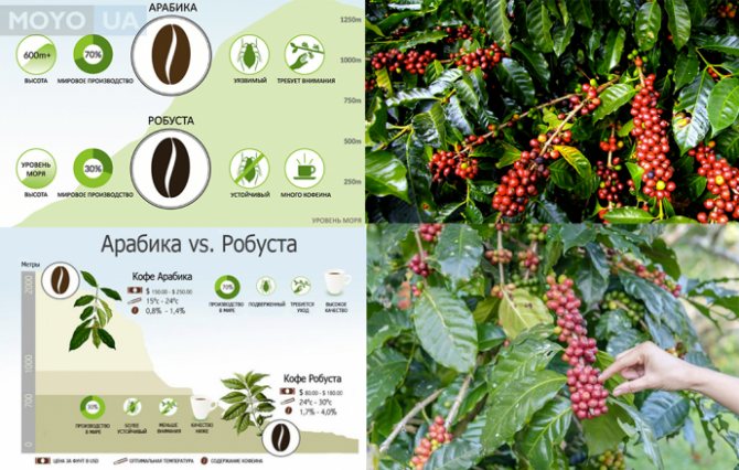 how arabica and robusta grow