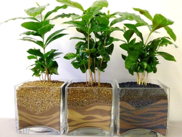 Как растет кофе дерево в природе. Фото, выращивание в домашних условиях