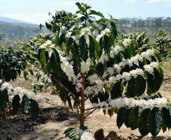How a coffee tree grows in nature. Photo, growing at home 