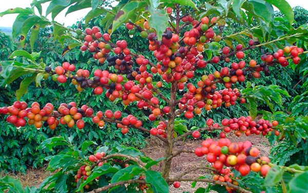 How a coffee tree grows in nature. Photo, growing at home 