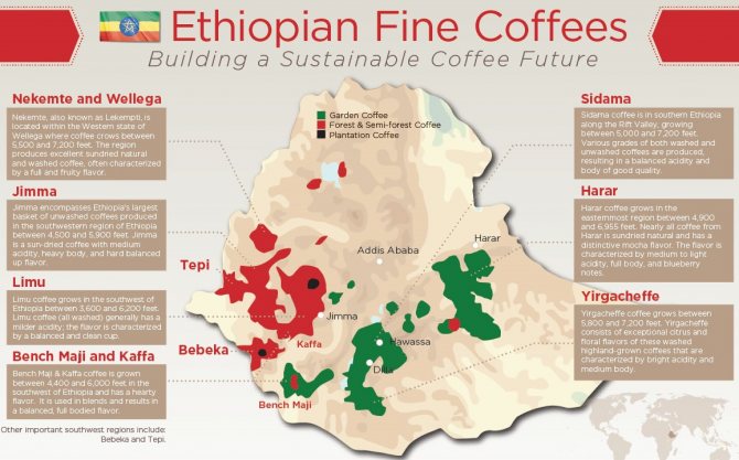 карта регионов производства кофе в Эфиопии