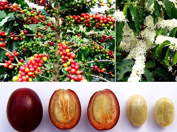 Кофе (кофейное дерево) выращивание из зерен, семян в домашних условиях