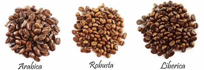 Arabica coffee beans: types and varieties of coffee