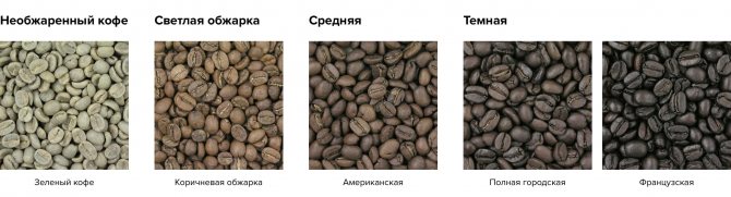 Arabica coffee beans: types and varieties of coffee