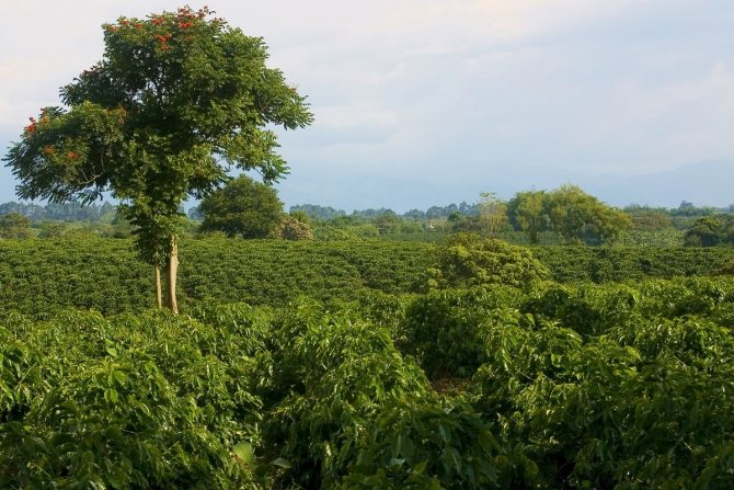 Coffee is grown on plantations in South America