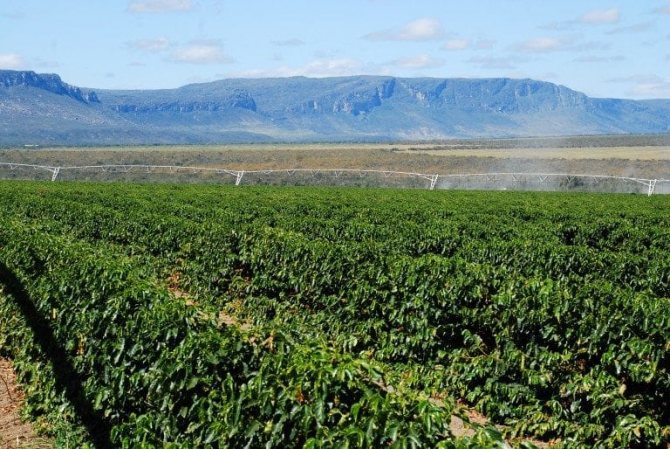 Coffee plantation in Bahia state