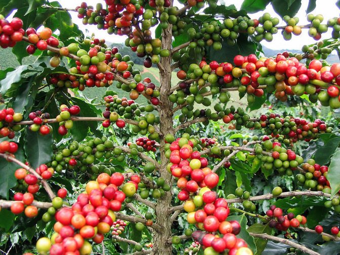 Arabica coffee tree