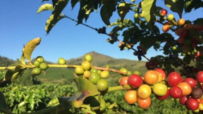 Красные и зеленые плоды на ветках кофейного дерева
