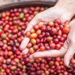 красные плоды кофейного дерева