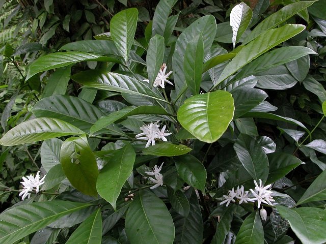 Liberian coffee tree