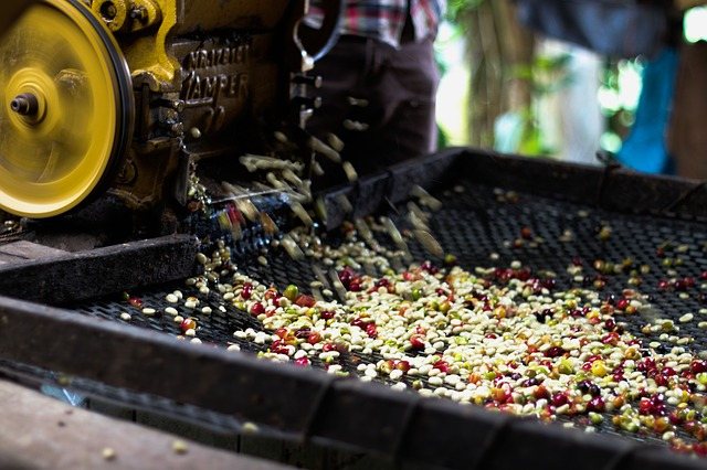 Washed coffee processing in Cuba