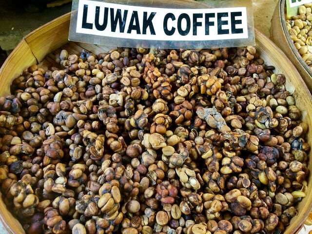 Unprocessed Kopi Luwak coffee