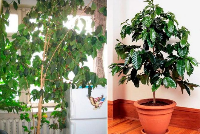 rules for caring for a coffee tree at home