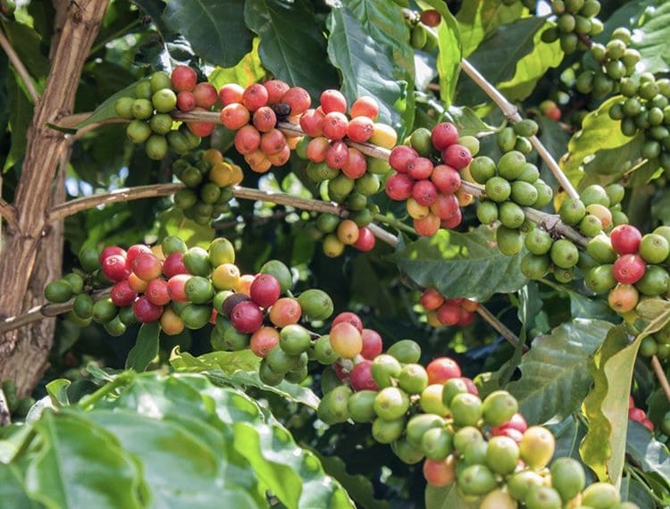 Происхождение и история кофе: кофейные зерна созревают на дереве