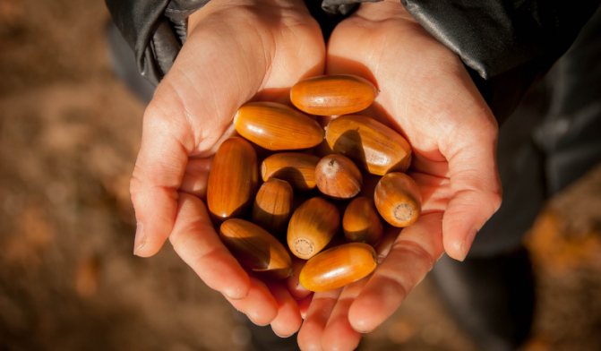 Collecting acorns