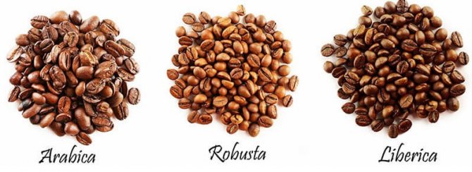 Сорта и виды зернового кофе, их характеристики и отличия