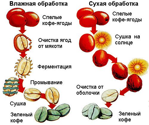 methods of processing coffee beans