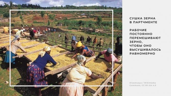 Drying grain in compartments on raised tables, so-called “African” beds