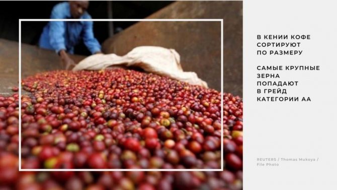 In Kenya, coffee beans are classified by size after processing.