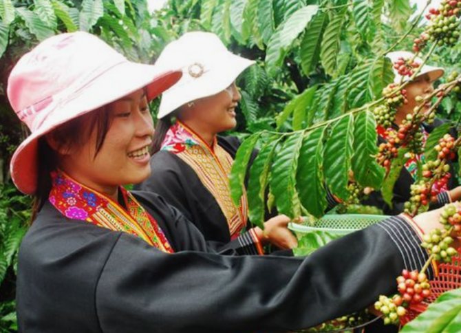Vietnamese women collecting coffee
