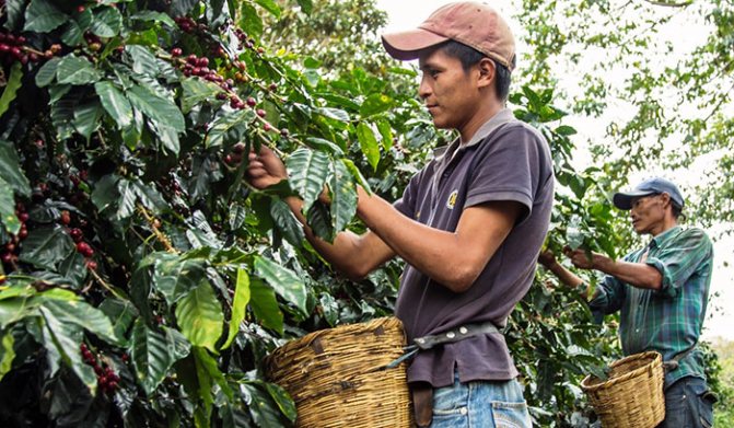 Growing Coffee in Guatemala