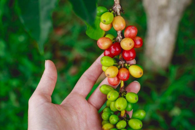 Ягоды кофейного дерева - колумбийский кофе